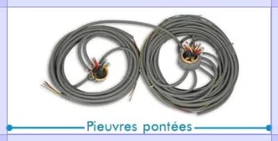 Pieuvres pontées