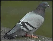 anti pigeon